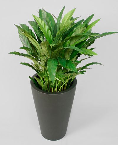 5611 Calathea 88cm